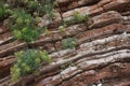 Texture of red rock with growing plants close-up Royalty Free Stock Photo