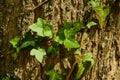 Texture in relief of the brown bark of a tree with vine climbing the trunk of an oak Royalty Free Stock Photo