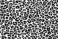Texture repeating seamless pattern snow leopard jaguar white