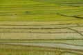 The texture of rice terraces in countryside of northern part of Thailand. Royalty Free Stock Photo