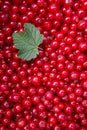Texture of ripe red currant berries close up. Royalty Free Stock Photo