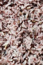 Texture of ripe rice berry. Royalty Free Stock Photo