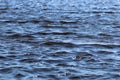 Texture ripples lake Royalty Free Stock Photo