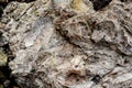 The texture of the rock consists of hardened leaves caused by sulfur