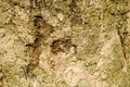 The texture of the rock is green and yellow interspersed with white lines, the background is nature, stone Royalty Free Stock Photo