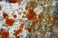 The texture of the rock is orange, green and white interspersed with white lines, the background is nature, stone Royalty Free Stock Photo