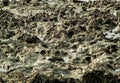 Texture of rock at sea beach Royalty Free Stock Photo