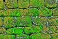 Texture of rock wall overgrown with moss Royalty Free Stock Photo