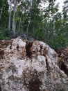 The texture rocks, soil and green trees