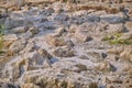 Texture of the rocky ground. Background of gray stones on a warm summer day