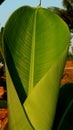 The texture of a rolled banana leaf, the background of the sky is blue