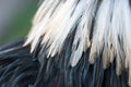 Texture rooster feather black and white Royalty Free Stock Photo