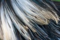 Texture rooster feather black and white Royalty Free Stock Photo