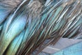Texture rooster feather blue and green Royalty Free Stock Photo