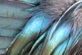 Texture rooster feather blue and green Royalty Free Stock Photo
