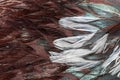 Texture rooster feather brown Royalty Free Stock Photo