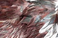 Texture rooster feather brown Royalty Free Stock Photo