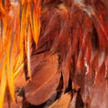 Texture rooster feather red Royalty Free Stock Photo