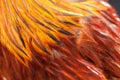 Texture rooster feather red Royalty Free Stock Photo