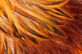 Texture rooster feather red Royalty Free Stock Photo