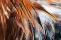 Texture rooster feather red Royalty Free Stock Photo