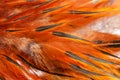 Texture rooster feather red Royalty Free Stock Photo
