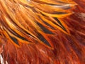 Texture rooster feather red Royalty Free Stock Photo