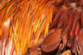 Texture rooster feather red Royalty Free Stock Photo
