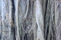 Texture: root