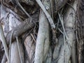 Texture of the root form old giant tree Royalty Free Stock Photo