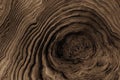 Tree roots background with wavy rings Royalty Free Stock Photo