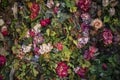 Texture of roses. A wall of fresh flowers. Royalty Free Stock Photo