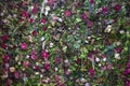 Texture of roses. A wall of fresh flowers. Royalty Free Stock Photo