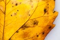 Texture with rotten leaves with fibers Royalty Free Stock Photo