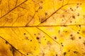 Texture with rotten leaves with fibers Royalty Free Stock Photo