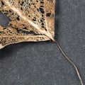 Texture with rotten leaves with fibers from a leaf Royalty Free Stock Photo