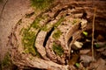 Texture of a rotting tree stump Royalty Free Stock Photo