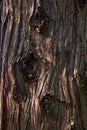 Rought bark texture cryptomeria japonica Royalty Free Stock Photo