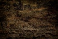 Texture of rough tree skin surface. Royalty Free Stock Photo