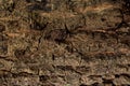 Texture of rough tree skin surface. Royalty Free Stock Photo