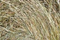 Texture of a round natural dried dry haystack of straw is a dry grass with spikelets and grass blades of brown yellow background