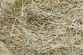 Texture of a round natural dried dry haystack of straw is a dry grass with spikelets and grass blades of brown yellow background