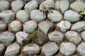 Texture of round stone stacked to wall with fern plant and green thallophytic plant.