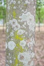 Texture of rubber tree, close up . Royalty Free Stock Photo