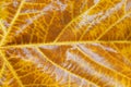 Texture of rufous wet platan leaf Royalty Free Stock Photo