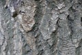 Texture of rugged tree bark surface Royalty Free Stock Photo