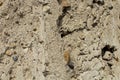 Texture of sand background close up, selective focus, copy space Royalty Free Stock Photo