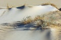 Texture of sand in the desert with plants