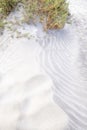 texture of the sand of a dune beach blown by the wind, with plants growing in the sand copy space Royalty Free Stock Photo