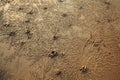 Texture of the sand ocean beach covered with traces of the crabs. Nature. Royalty Free Stock Photo